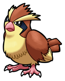 Pidgey