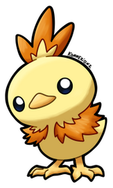 Colo. Torchic